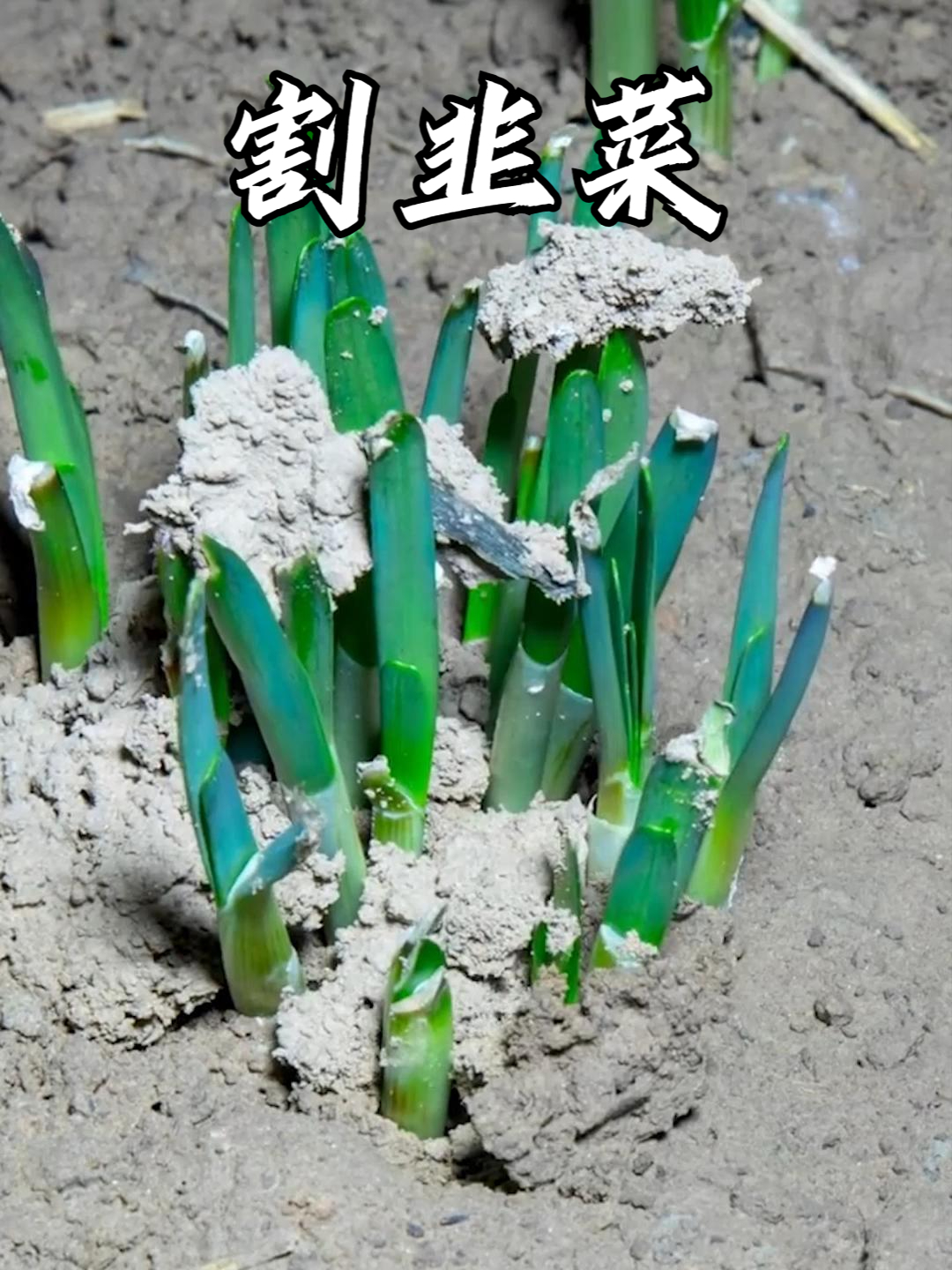 生命力顽强的韭菜,割完一茬又一茬,割得越勤长得越快