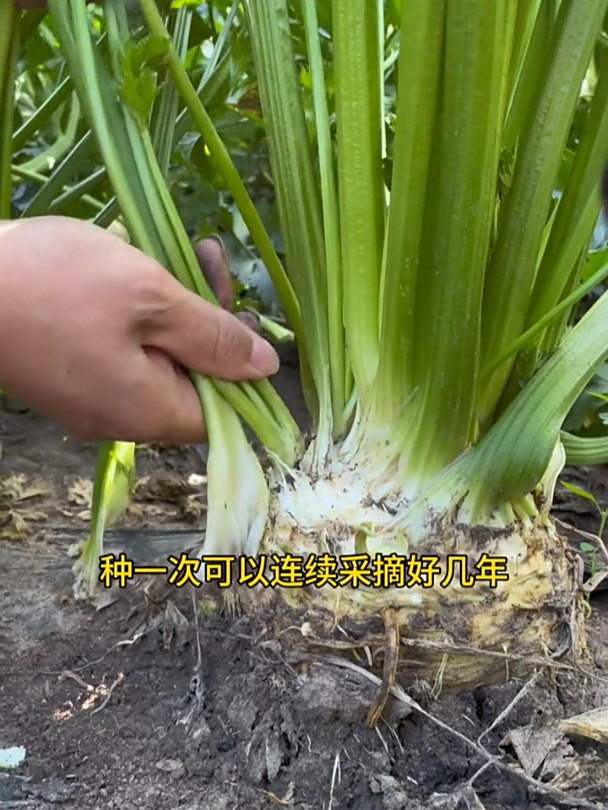 地中海根芹,一种可以生吃的芹菜新品种