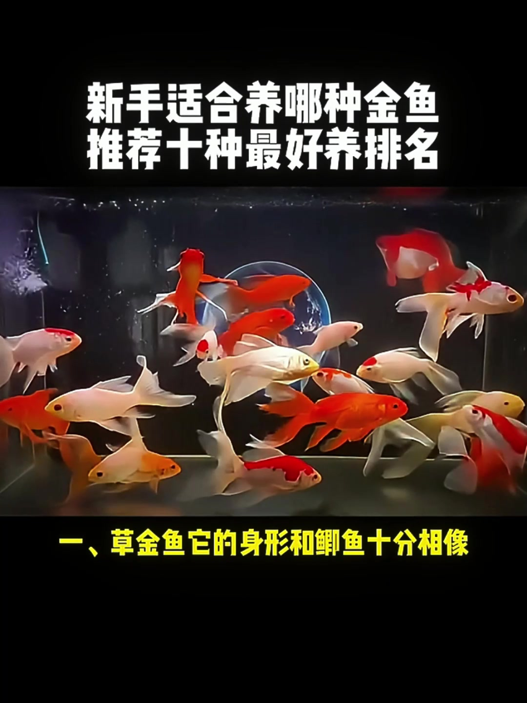 适合新手的金鱼怎么选?十大最好养金鱼排名解析!