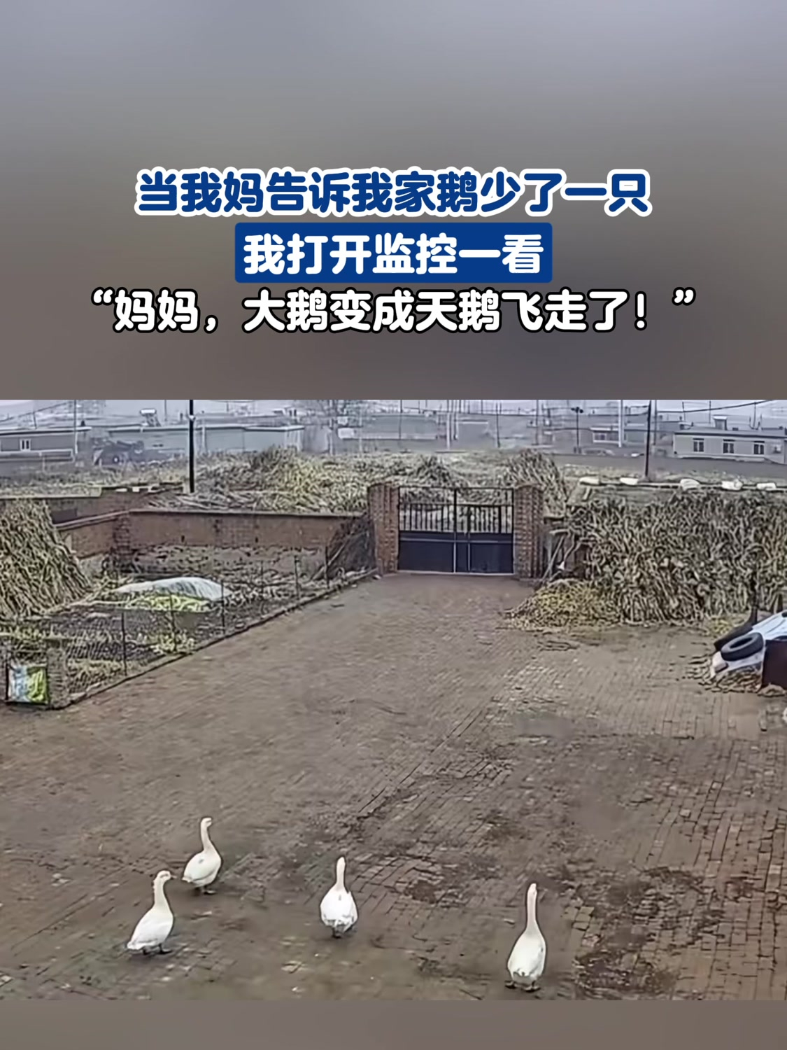 当我妈告诉我家鹅少了一只,“妈妈,大鹅变成天鹅飞走了!”