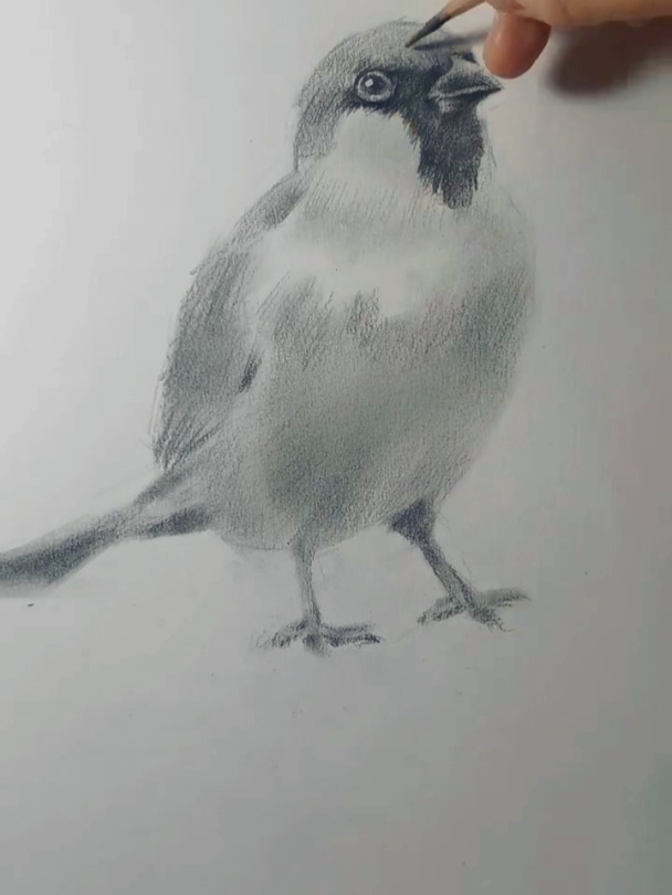画一只素描小小小小鸟,画画素描,小鸟