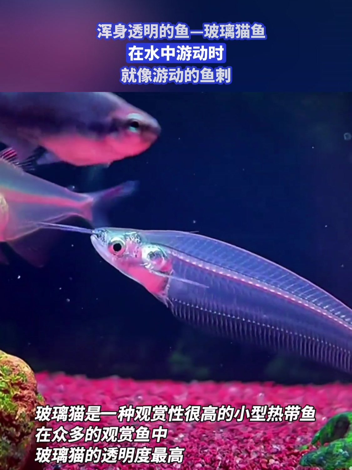 浑身透明的鱼——玻璃猫鱼,在水中游动时就像游动的鱼刺