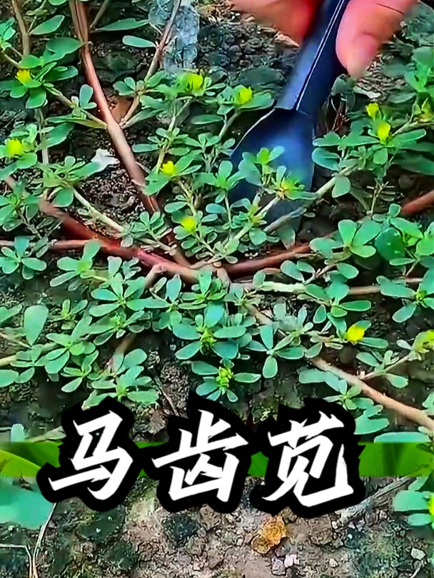 马齿苋也叫长命菜,如果感觉肚子胀胀的,可来一碗马齿苋煮鸡蛋
