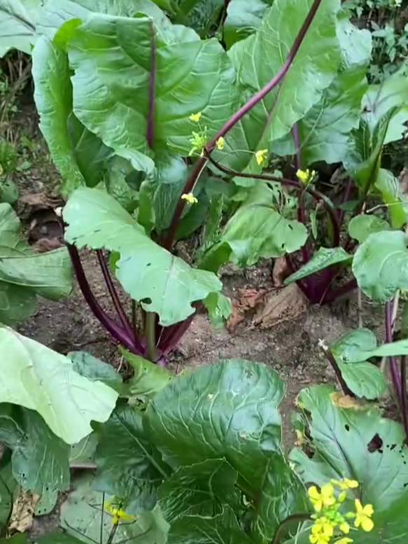 红菜苔的种植方法,你学会了吗?