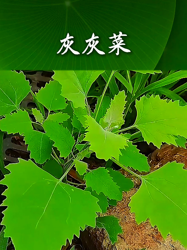 灰灰菜也叫灰条菜,如果吃了油腻的东西,可以来点灰灰菜