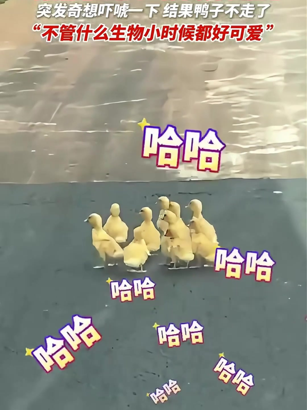 路边偶遇小鸭子挡路,司机按了声喇叭后鸭子直接不走了