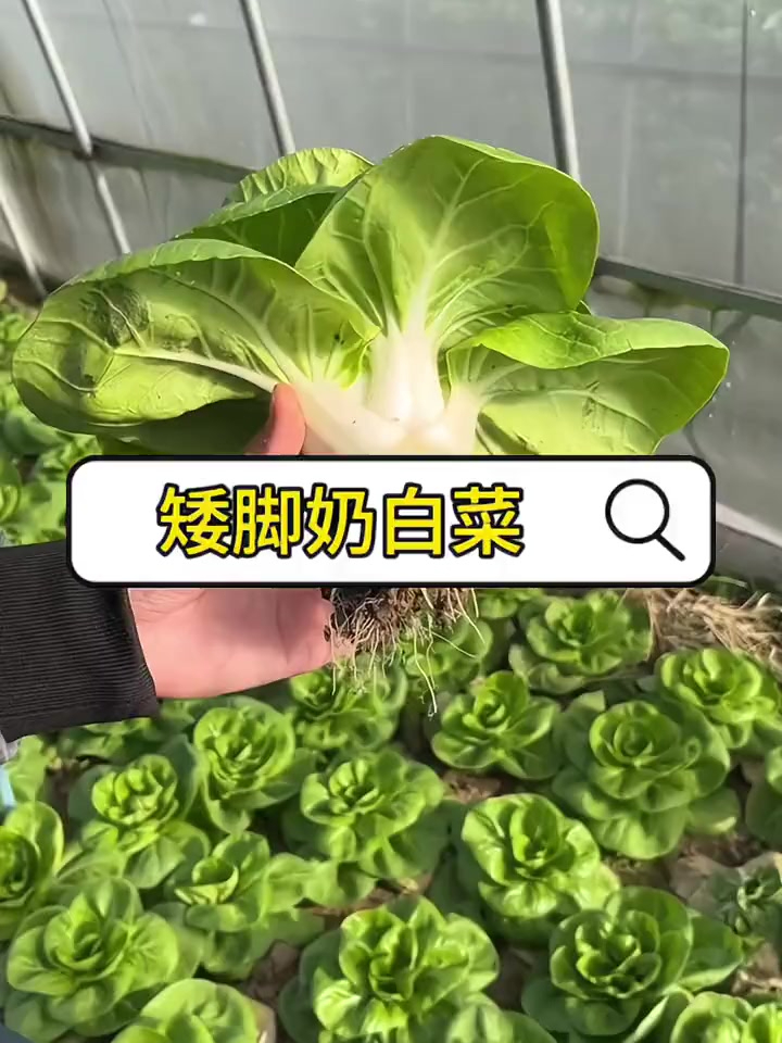矮脚奶白菜:矮胖可爱,美味无敌!