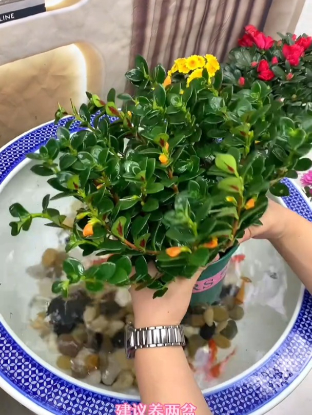 灵动的金鱼花,打理简单开花快,寓意年年有余!