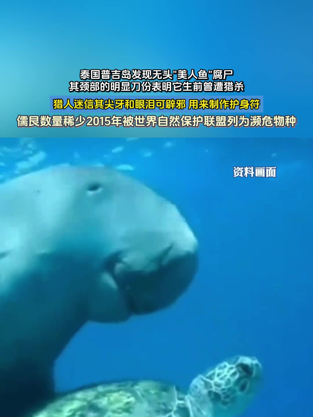 泰国普吉岛发现无头“美人鱼”腐尸,猎人迷信其尖牙和眼泪可辟邪