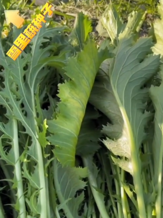 这个菜你种过吗?它雪地里冻不死,下雪后更好吃