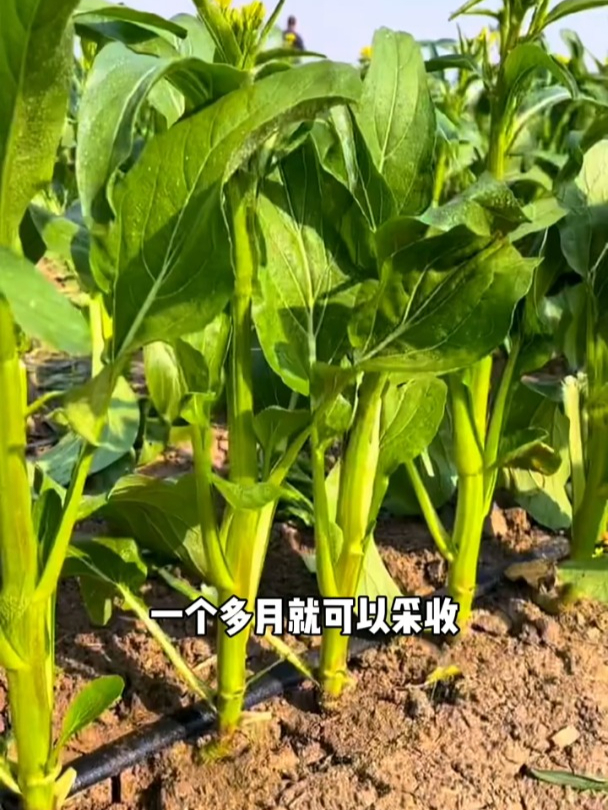 四九甜菜心,冷凉环境下口感最好,掐了主枝还能长侧枝!