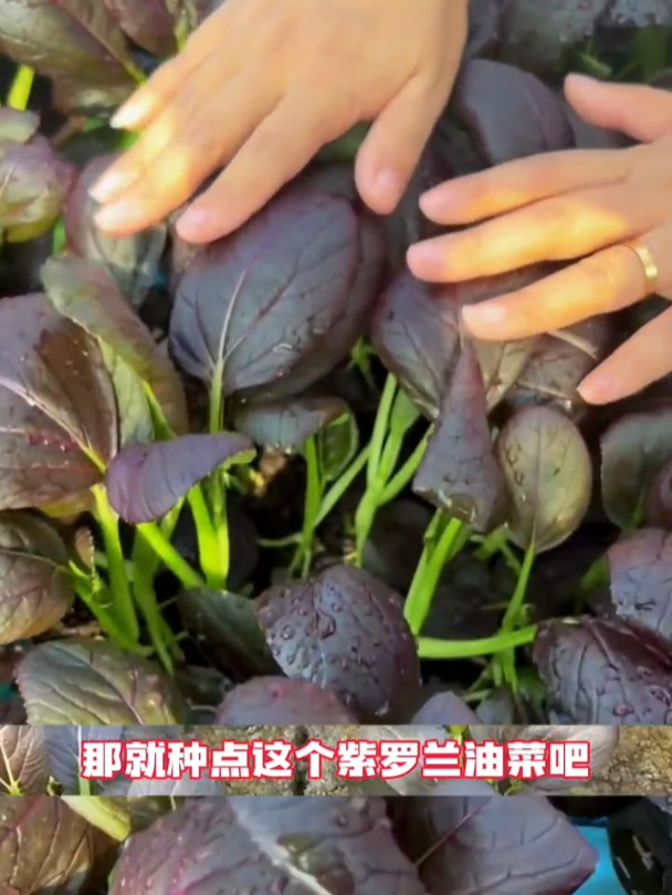 耐寒不生虫,小油菜脆嫩好吃,紫色叶片富含花青素!