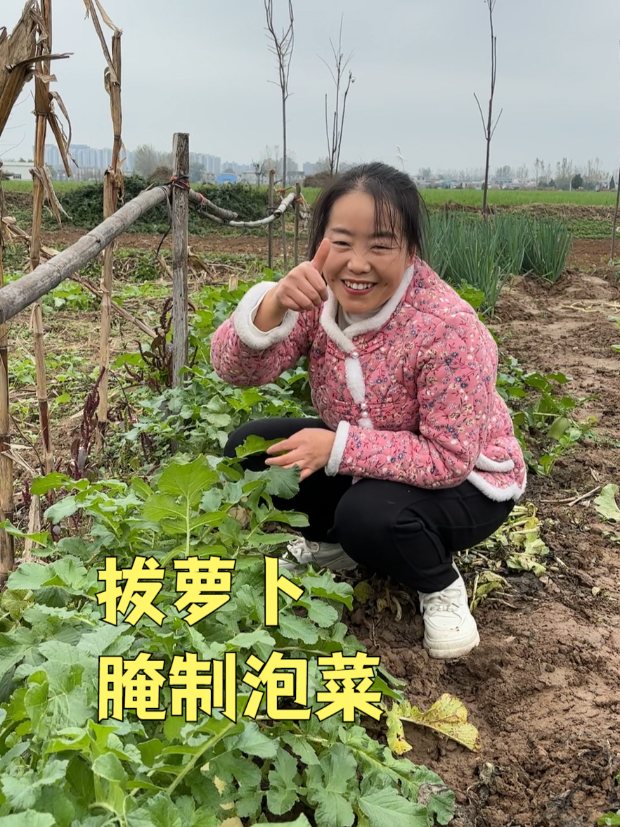 今年种的白萝卜太多了,媳妇切十几斤,放好多配料,腌制泡菜吃