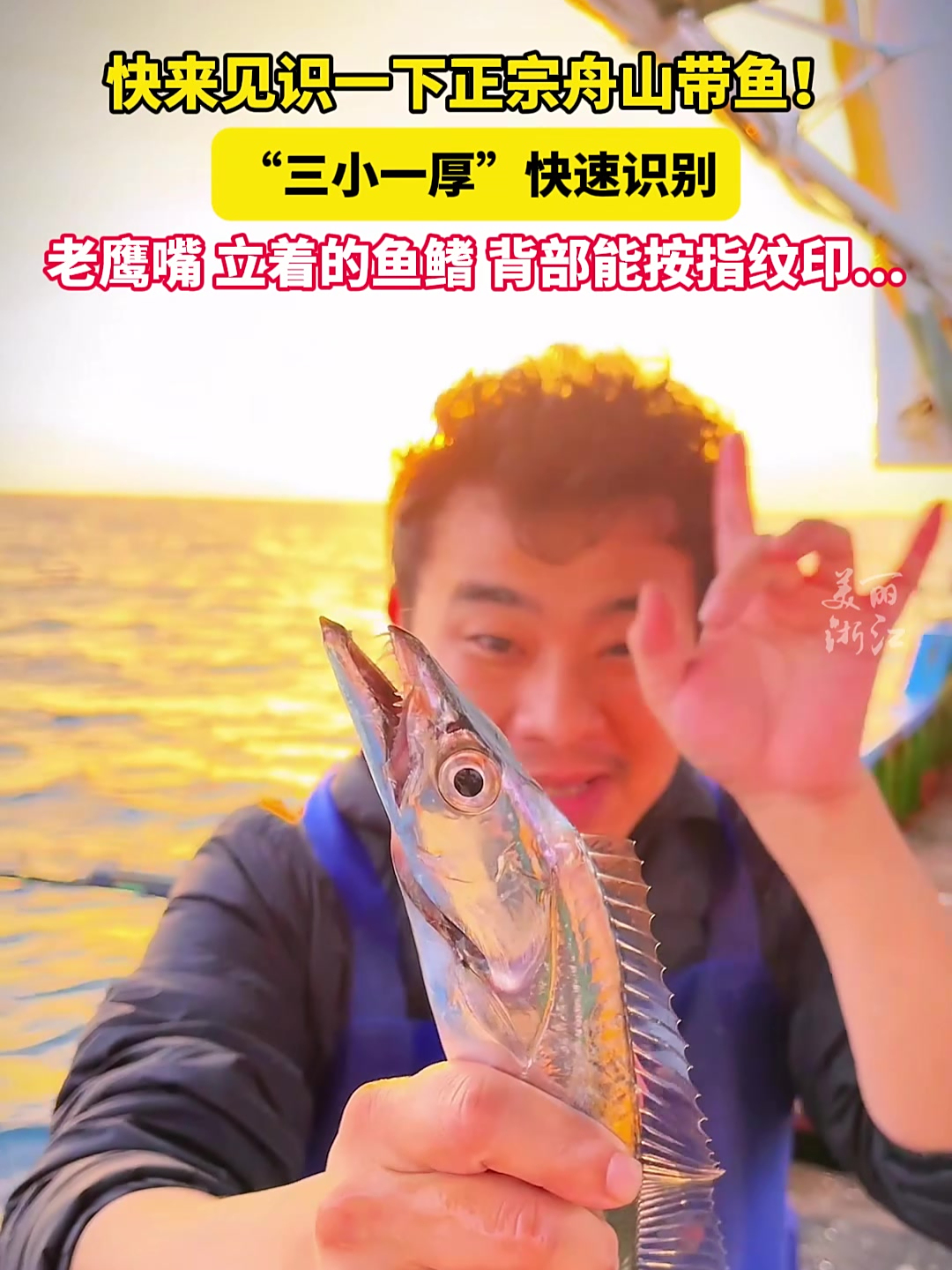 浙江舟山的新鲜带鱼!教你“三小一厚”快速识别正宗带鱼!(供稿:舟山新闻传媒中心)