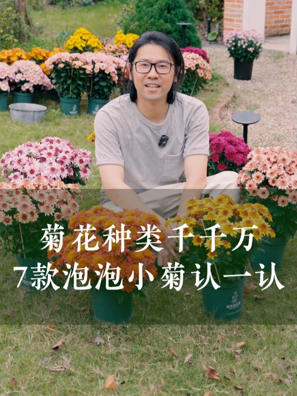 菊花种类千千万,带大家一起认识下这7款泡泡菊