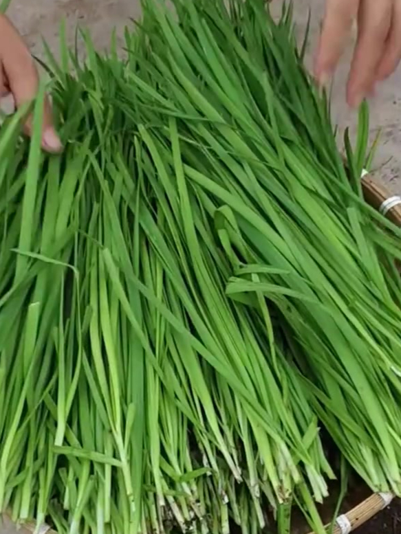 韭菜种植时间及方法,种子和韭菜根哪个更合适?