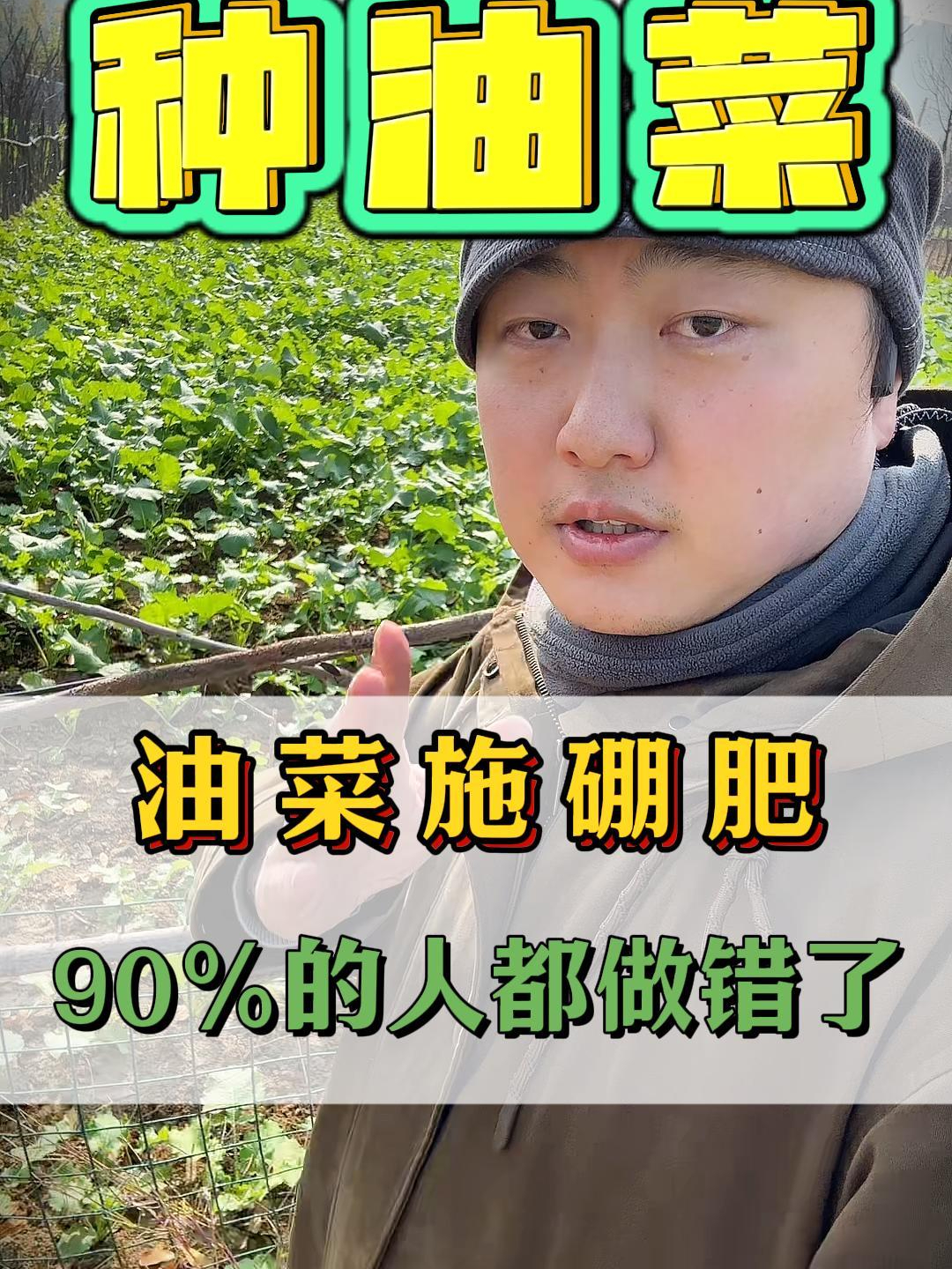 油菜施硼肥 不要做错了