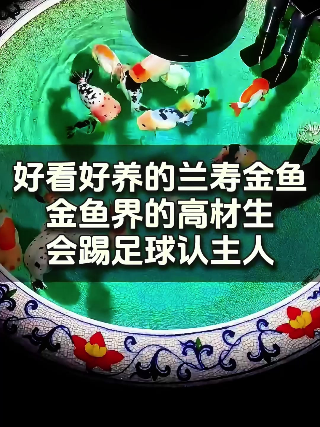 兰寿金鱼,聪明无比的冷水鱼,鱼缸新宠!