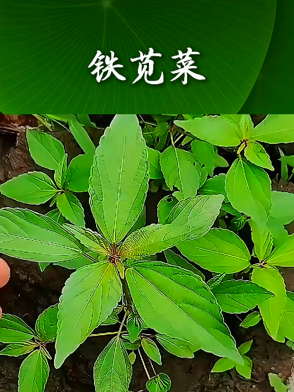 铁苋菜也叫长寿菜,如果平时消化不良,今天多喝点铁苋菜汤