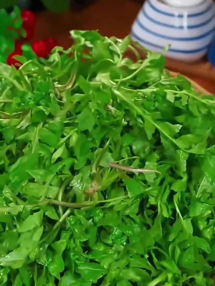 想吃荠菜自己在家种,撒几粒种子就长一大片,年年割不完