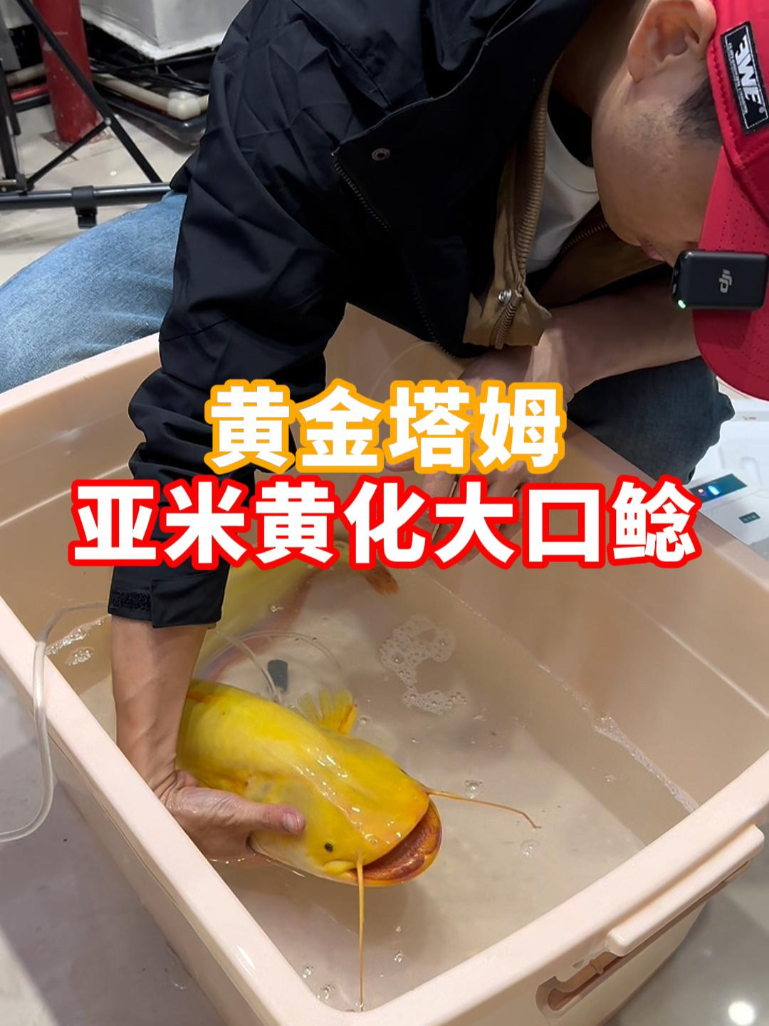 亚米级本土黄化大口鲶,变异黄金塔姆来袭!