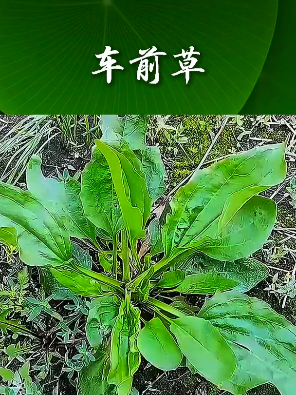 车前草也叫车轱辘菜,把它和大蒜一起捣碎,能增强身体的抵抗力