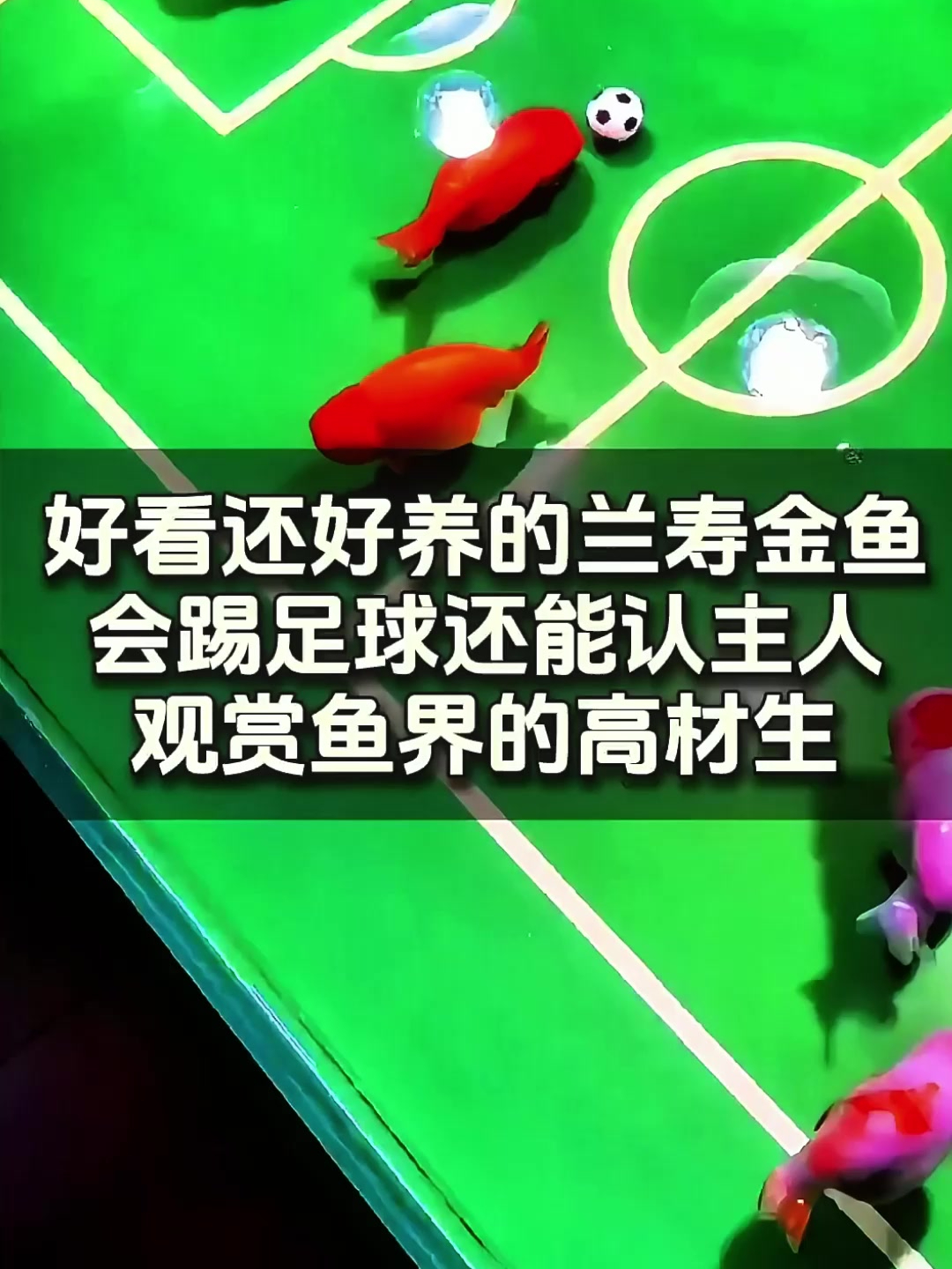 养鱼爱好者看过来,聪明的兰寿金鱼是绝佳选择!