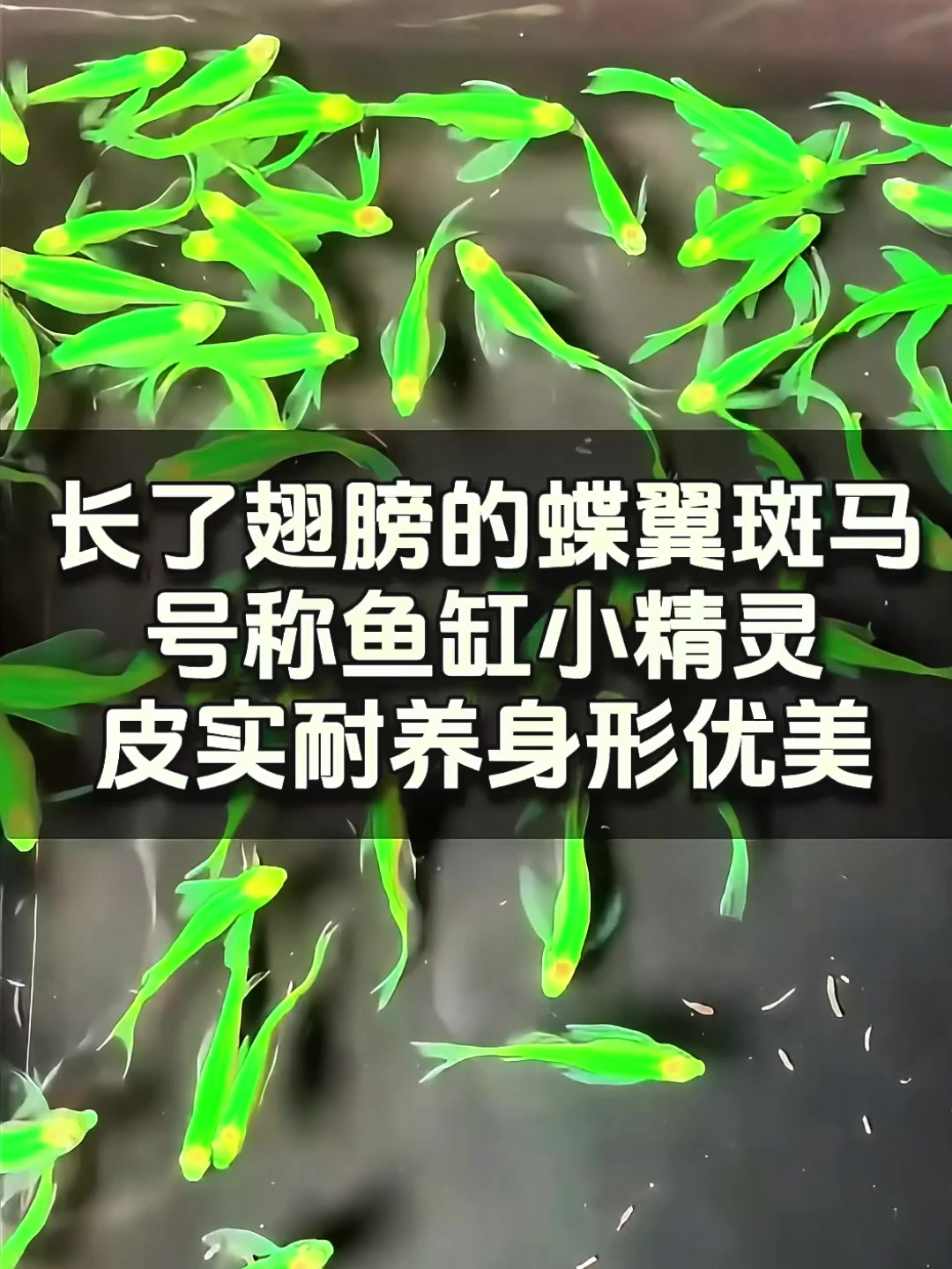 这种长翅膀的观赏鱼,游姿太迷人!