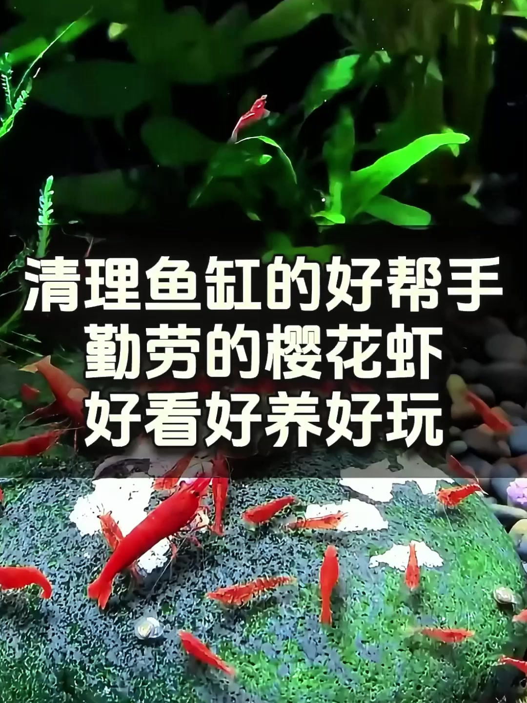 神奇樱花虾,鱼缸清理大师,让藻类无处遁形!
