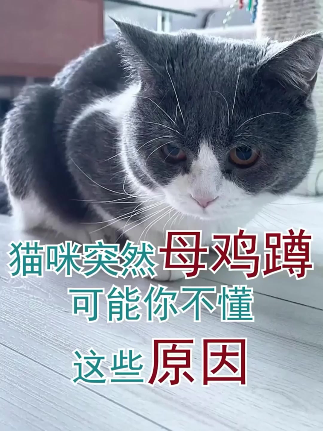 猫咪突然母鸡蹲可能你不懂这些原因?