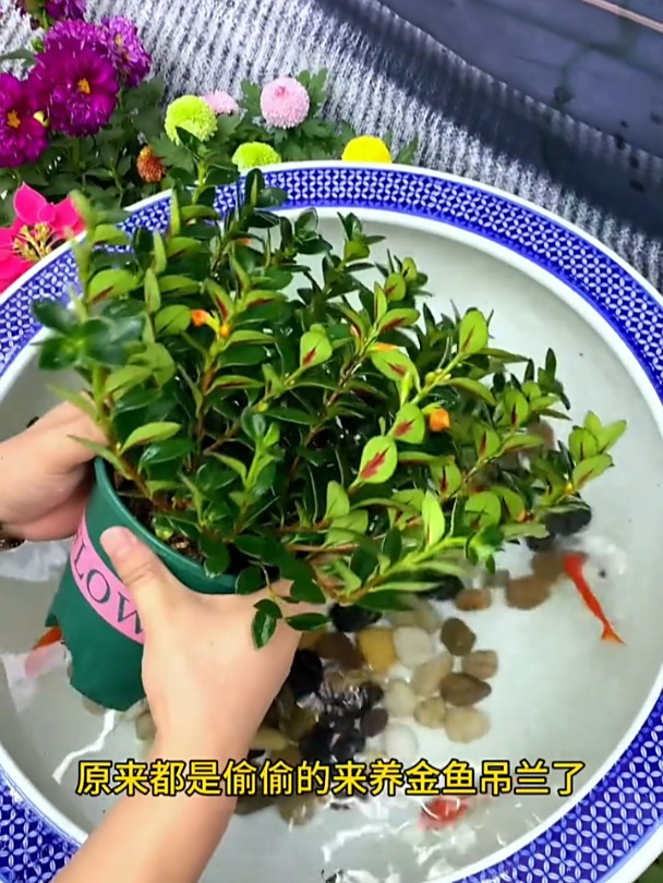 吊兰“小金鱼花”,养护简单开花快