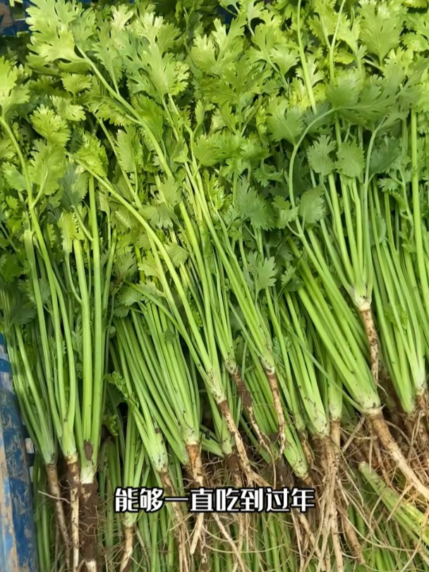 现在种上耐寒香菜,一直吃到来年春!
