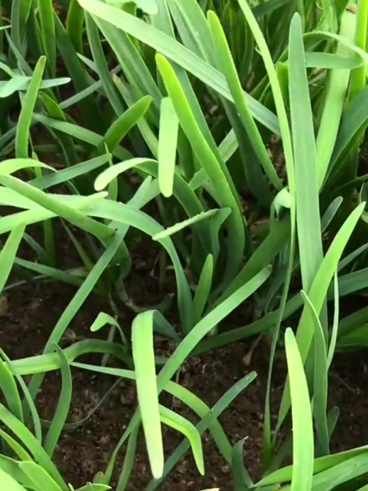 这样种上紫根宽叶韭菜,一年能吃十几茬,全家都吃不完