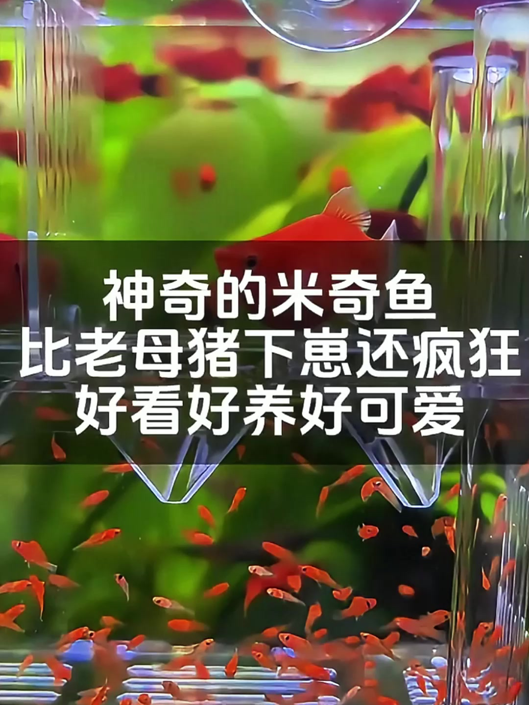当有鱼缸在家,米奇鱼为何不被建议饲养?