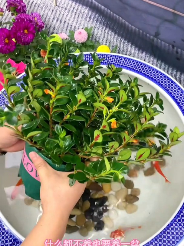 吊兰“小金鱼花”,好看好闻,清香四溢精神好