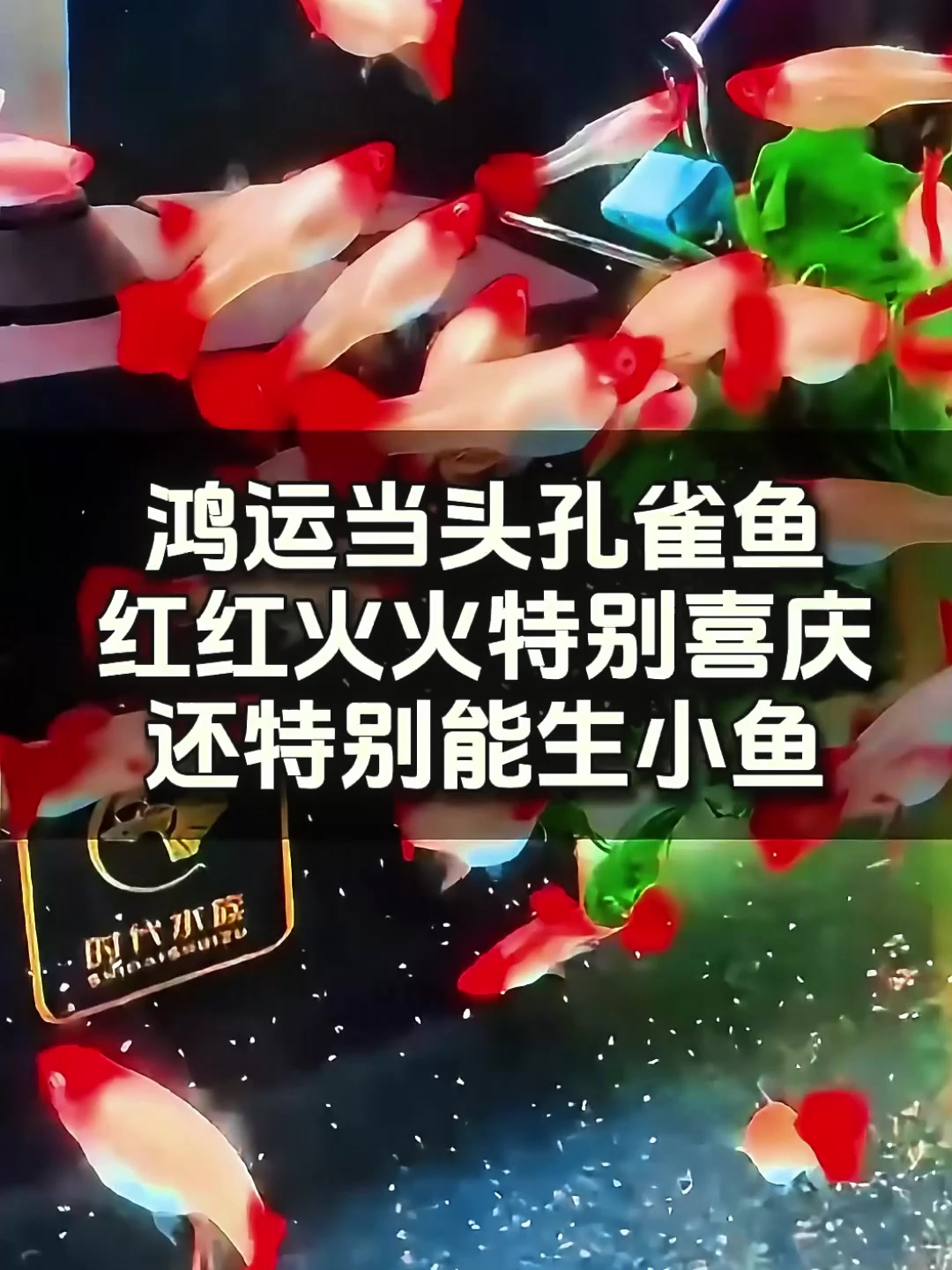 鸿运当头孔雀鱼,观赏鱼界 “生育冠军”,百万鱼之称实至名归!