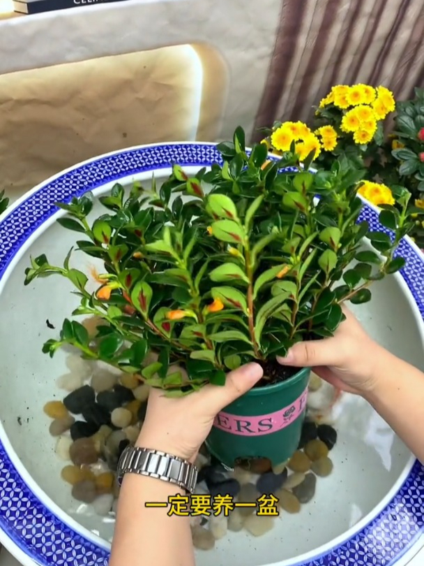 满枝都是“黄金鱼”,金鱼吊兰养得好,花期长,更具观赏性