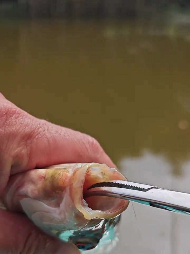 鱼吃钩很深也不用担心,只要用这个夹一下,就能轻松取出来了!