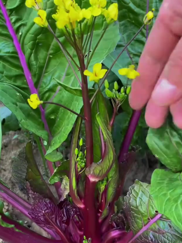 红菜苔耐寒性强,好种植,生长速度快,现在正是种的好季节