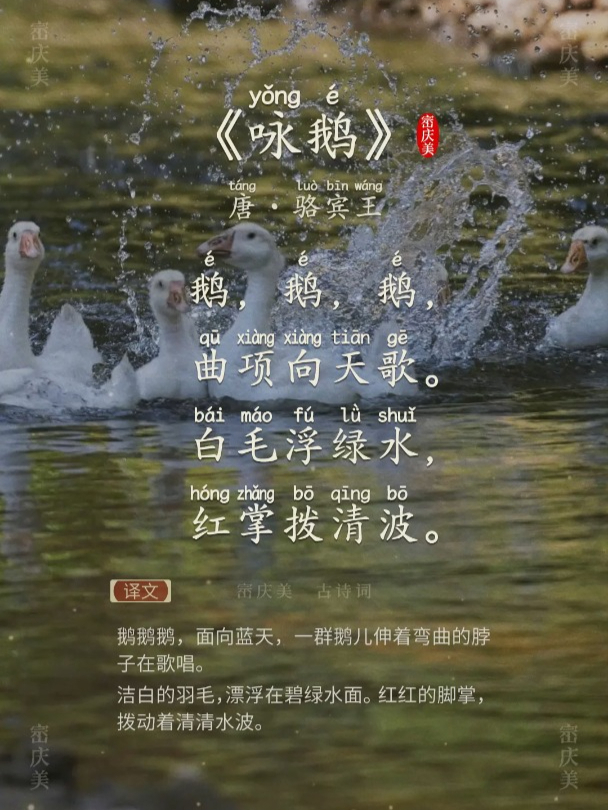 小学生必读古诗词《咏鹅》唐·骆宾王 带拼音版