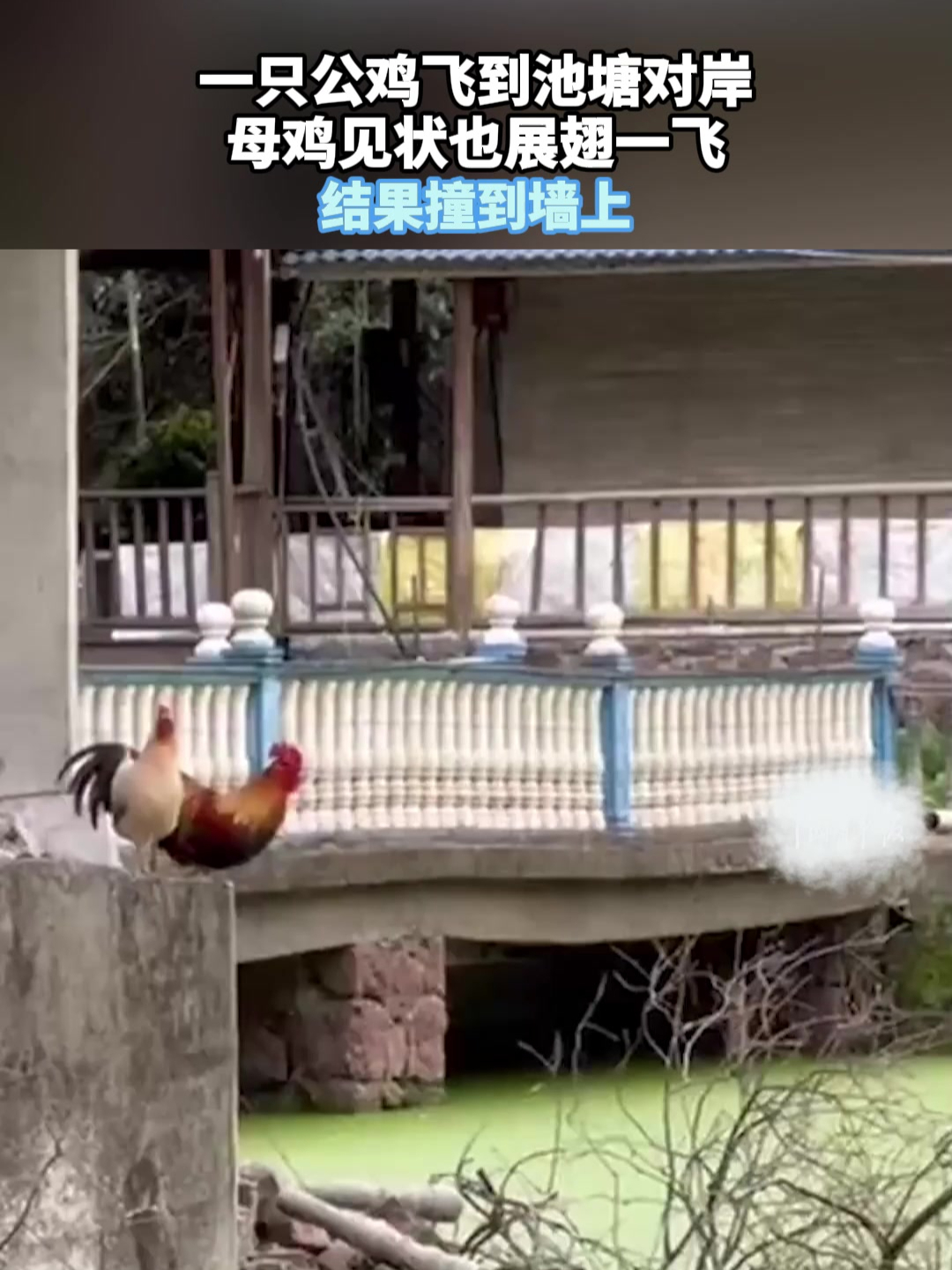 一只公鸡飞到池塘对岸,母鸡见状也展翅一飞,结果撞到墙上