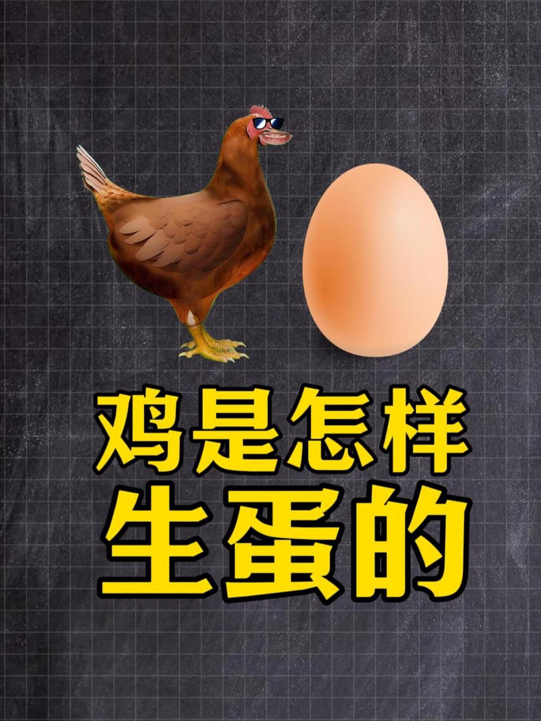 20秒搞懂鸡是怎么下蛋的