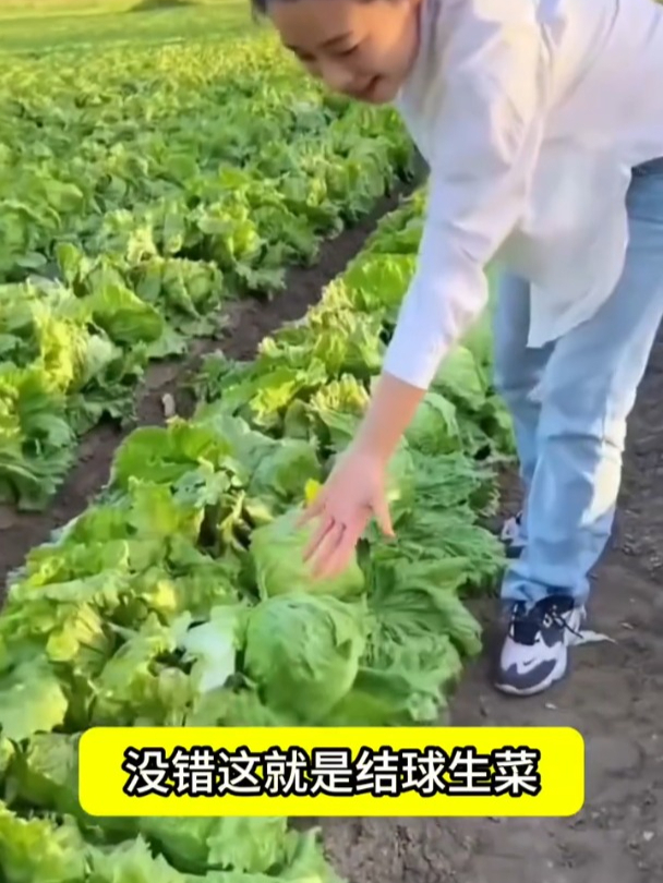 结球生菜喜寒冷,味道不苦还特别脆,口感比普通生菜爽脆!