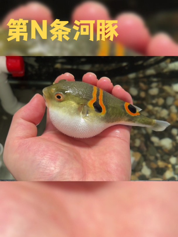 我彻底入了河豚坑了!