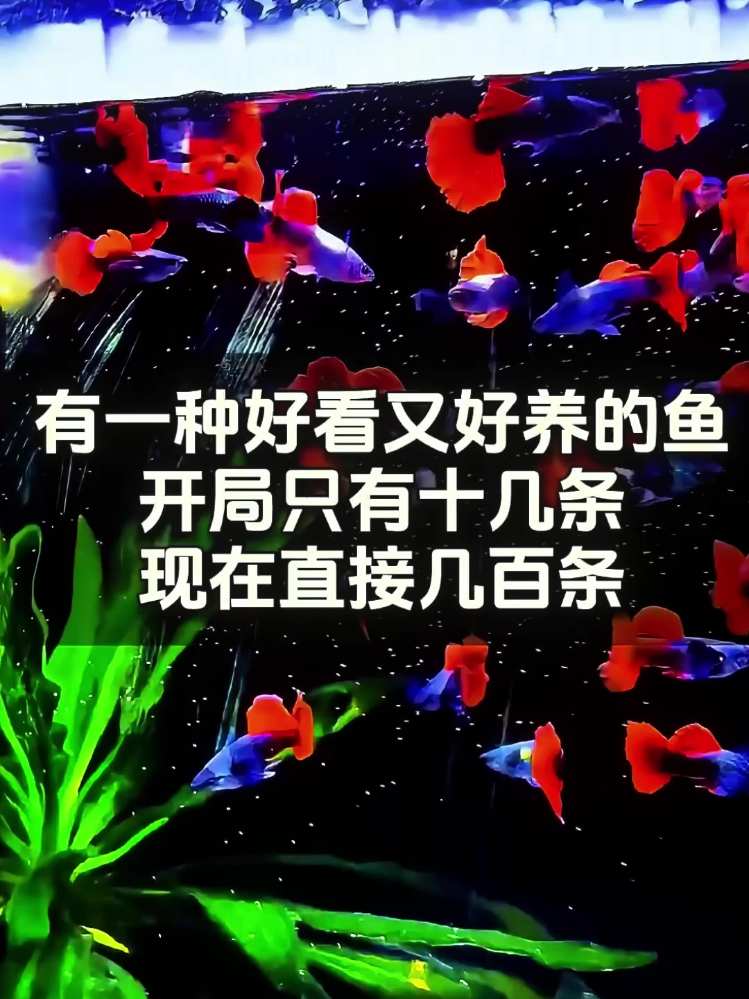 不会养鱼别着急,观赏鱼界 “百万鱼” 助你轻松入门!