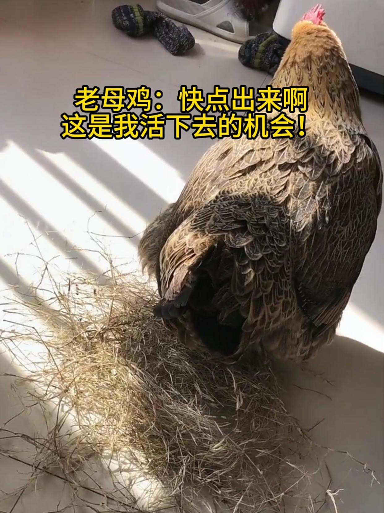 养了三年的老母鸡第一次下蛋,所有人都紧张了!