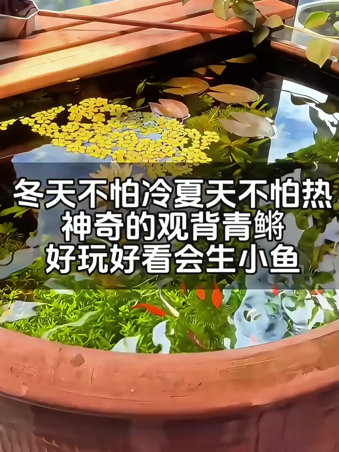 冬日养鱼攻略,必选这种观赏鱼,为水族生活添彩!