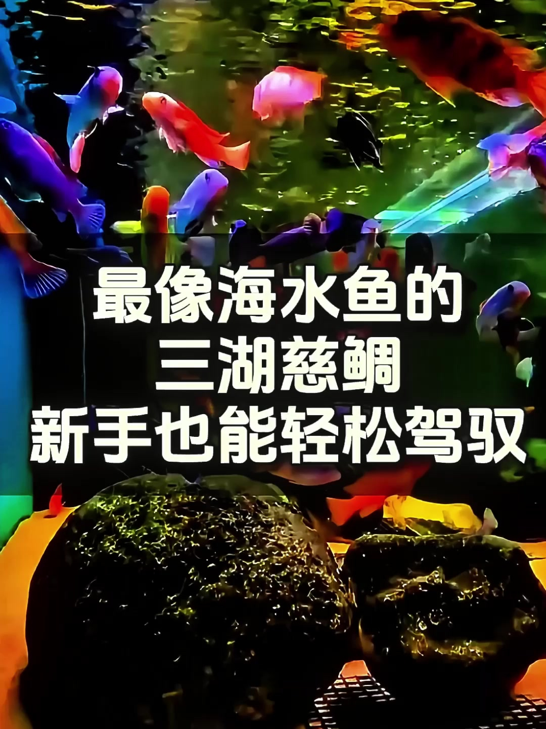 神奇观赏鱼三湖慈鲷,淡水水域中的 “海水鱼” 精灵!