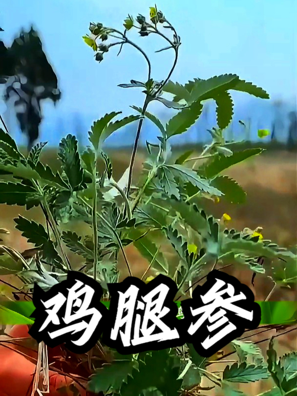 鸡腿参也叫翻百草,如果感觉消化不太好,可以吃点鸡腿参