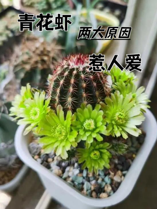 达氏青花虾仙人球,有两大特点,惹人爱!你知道吗?